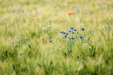 Getreidefeld mit Korn- und Mohnblumen
