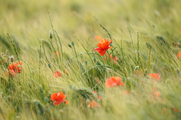 Fototapeta premium Mohnblumen in einem Getreidefeld