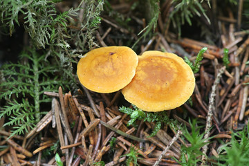 Rugosomyces chrysenteron, known as  Yellow Domecap, wild mushroom from Finland