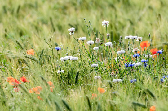 Weiße und blaue Kornblumen in einem Getreidefeld