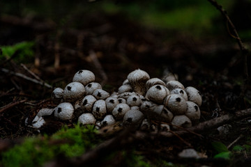 Mushrooms in the forest