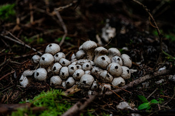 Mushrooms in the forest