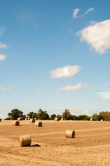 Fototapeta premium Straw bales in a summer field