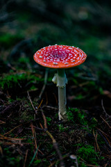 Mushrooms in the forest