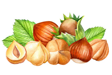 composition of hazelnuts on an isolated white background, watercolor illustration