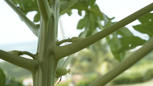 The growth process of Carica Papaya fruits and flowers in a windy day panning down close-up in Puerto Rico.