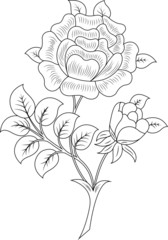 vector illustration of roses