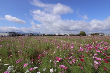 藤原京　コスモス畑