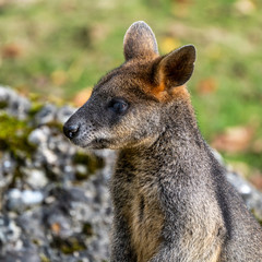 Swamp Wallaby, Wallabia bicolor, is one of the smaller kangaroos