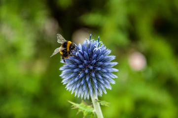 Bumble bee on a globe thistle in the summertime
