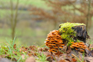 Pilze an moosbewachsenem Baumstumpf 