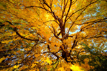 Maple tree in autumn, Beautiful Colorful Autumn Leaves  ,USA