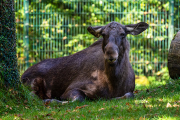 Fototapeta premium European Moose, Alces alces, also known as the elk