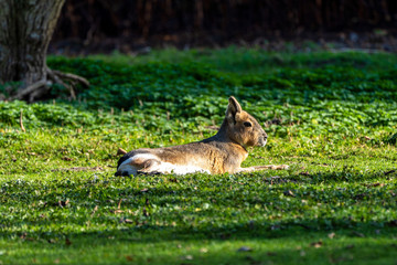 Patagonian Mara, Dolichotis patagonum are large relatives of guinea pigs