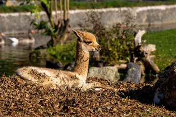 Vicunas, Vicugna Vicugna, relatives of the llama