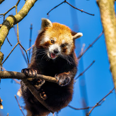 The red panda, Ailurus fulgens, also called the lesser panda.
