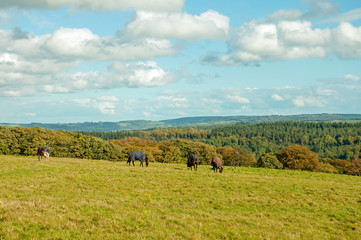 Fototapeta premium Horses in the Forest of Dean