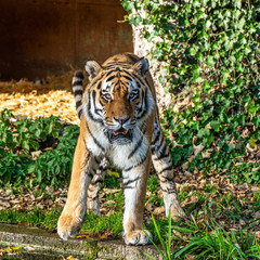 The Siberian tiger,Panthera tigris altaica in the zoo