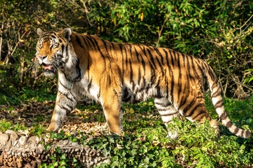 The Siberian tiger,Panthera tigris altaica in the zoo