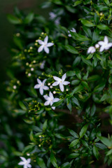 small white flower in green leaf background.