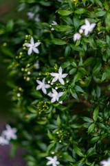 Fototapeta premium small white flower in green leaf background.