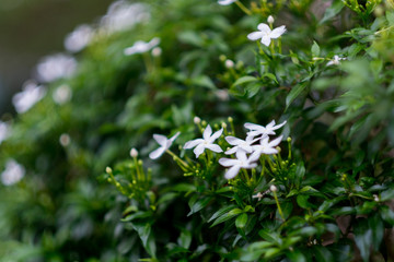 small white flower in green leaf background.