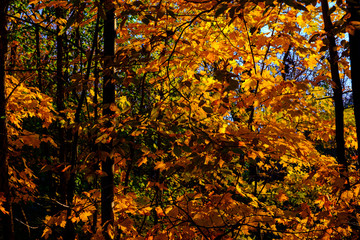 Maple tree in autumn, Beautiful Colorful Autumn Leaves  ,USA