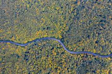 Country road at autumn
