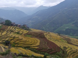 rice terraces in china