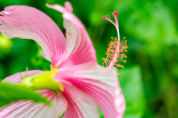 Thailand Koh Samui © Gerold