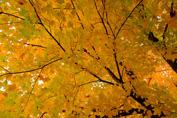 Maple tree in autumn, Beautiful Colorful Autumn Leaves  ,USA