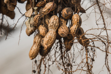 peanut bushes are dried in a greenhouse. the process of drying and ripening nuts. proper nutrition.
