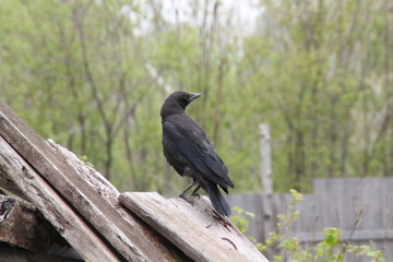 crow on tree
