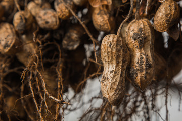 peanut bushes are dried in a greenhouse. the process of drying and ripening nuts. proper nutrition.