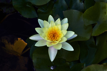 White and yellow water lily
