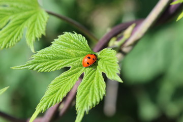 Ladybug on a green leaf. Wild nature. Insects