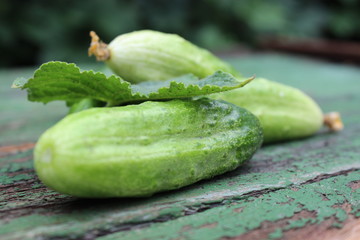 Organic green cucumbers on the background of boards