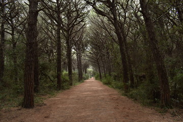Beach, sea and pinewood on the seaside in Marina di Cecina, Tuscany, Italy. Panoramic view of the...