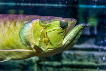 The underwater world. Arakony head closeup Bright Exotic Tropical coral fish in the Red Sea...