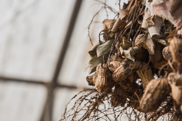 peanut bushes are dried in a greenhouse. the process of drying and ripening nuts. proper nutrition.