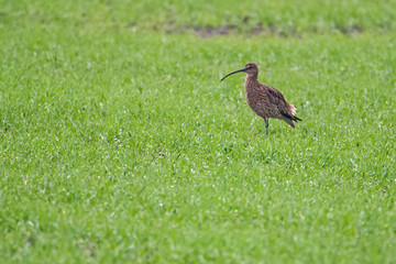  Curlew
