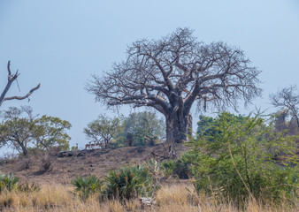 African landscape setting with a baobab tree and a herd of impala isolated on a hill image with...