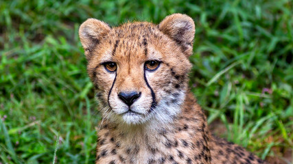 Obraz na płótnie Canvas close up portrait of a young cheetah