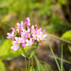Lesser Centaury (Centaurium pulchellum), Cherry Hinton Chalk Quarries, Cambridge, England, UK.