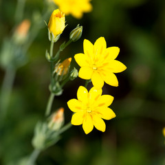Obraz premium Yellow-wort (Blackstonia perfoliata), Cherry Hinton Chalk Pits, Cambridge, England, UK.