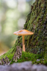 Small mushroom on the trunk of oak tree at autumn