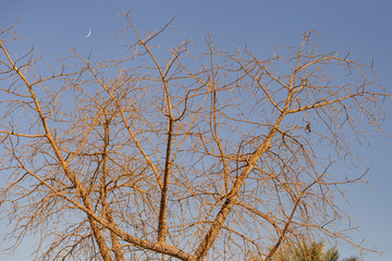 A hoopoe bird sits on a white silk-cotton tree branch.