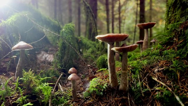 Low angle pan right of different mushroom in moss, nature landscape