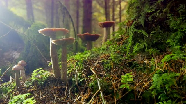 Low angle close up of mushrooms in forest and sunlight in background