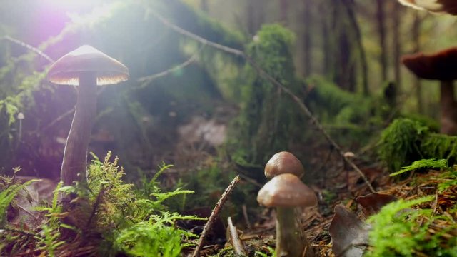 Slow dolly right shot of mushrooms between moss,sun is shining,close up